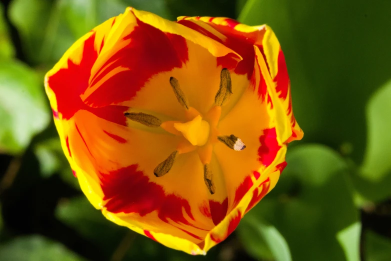 an orange and yellow flower with a white center