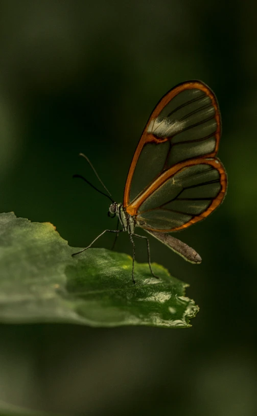 two erflies with brown wings on top of a leaf