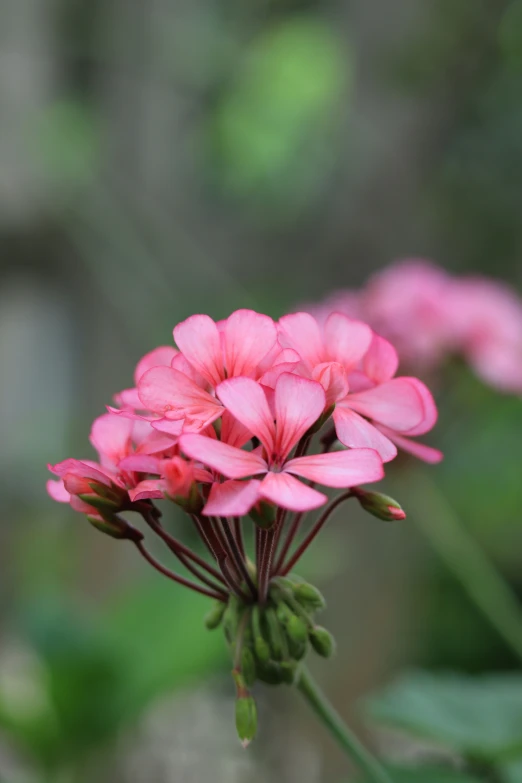 a close up of a pink flower that has just opened