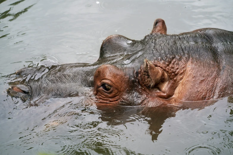 an adult hippopotamus laying in the water