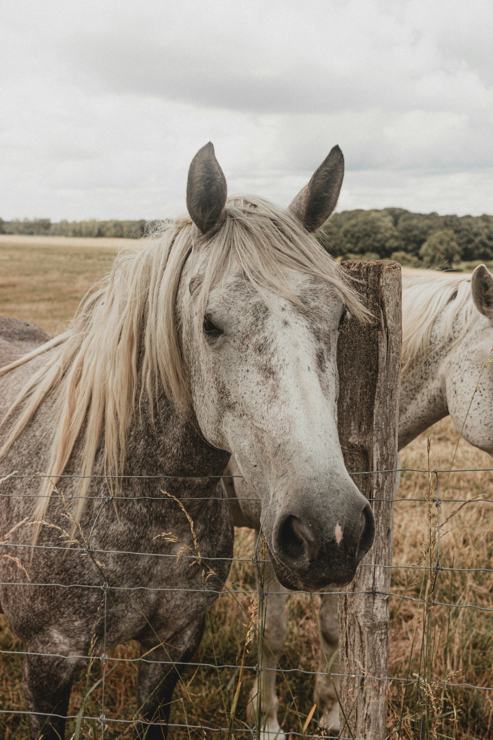 a couple of horses standing next to each other