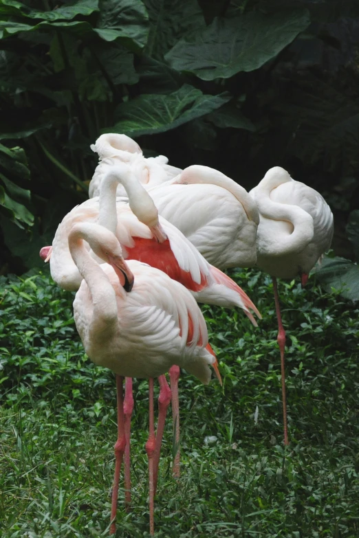 three flamingos that are standing in the grass