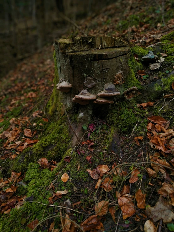 several mushrooms growing on an old tree stump