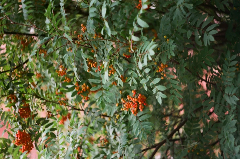 an orange berry on a tree nch in the day