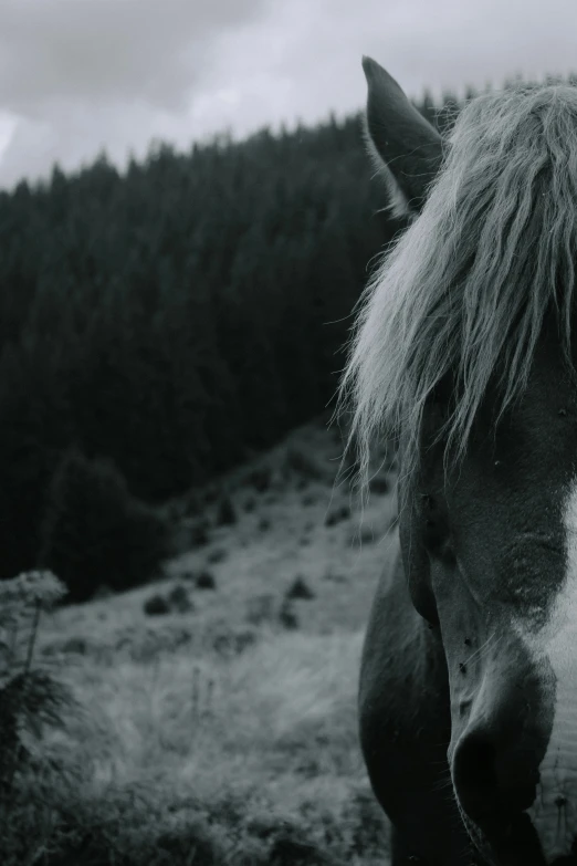 a horse with long hair standing on top of a hill