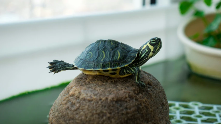 a turtle sits on top of a rock