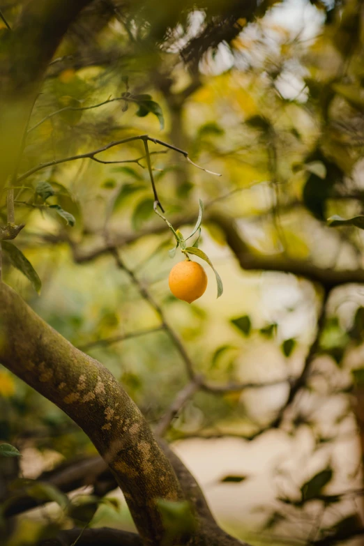 there is an orange hanging from a tree