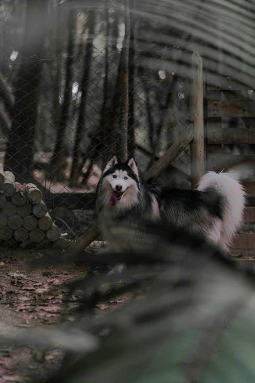 an animal in the middle of a wood pen with wood and wire around it