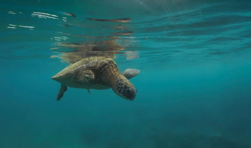 a turtle swimming in blue water near a sandy surface