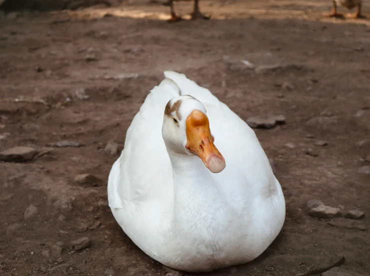 two white ducks with orange noses and heads