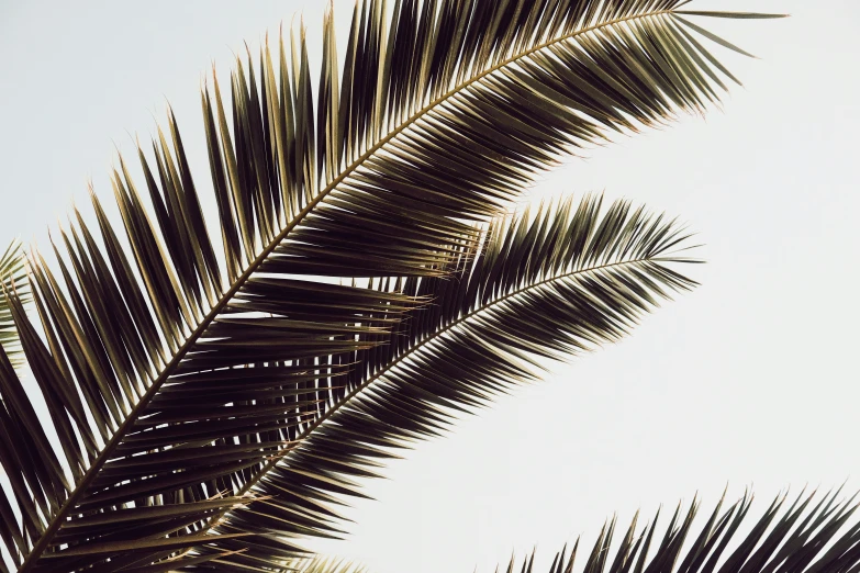 a palm leaf sitting below a cloudless sky