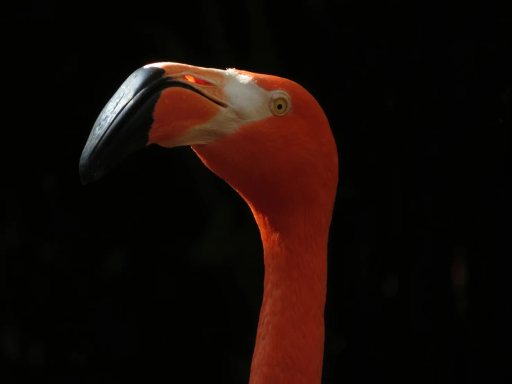 an adult flamingo is shown in the dark