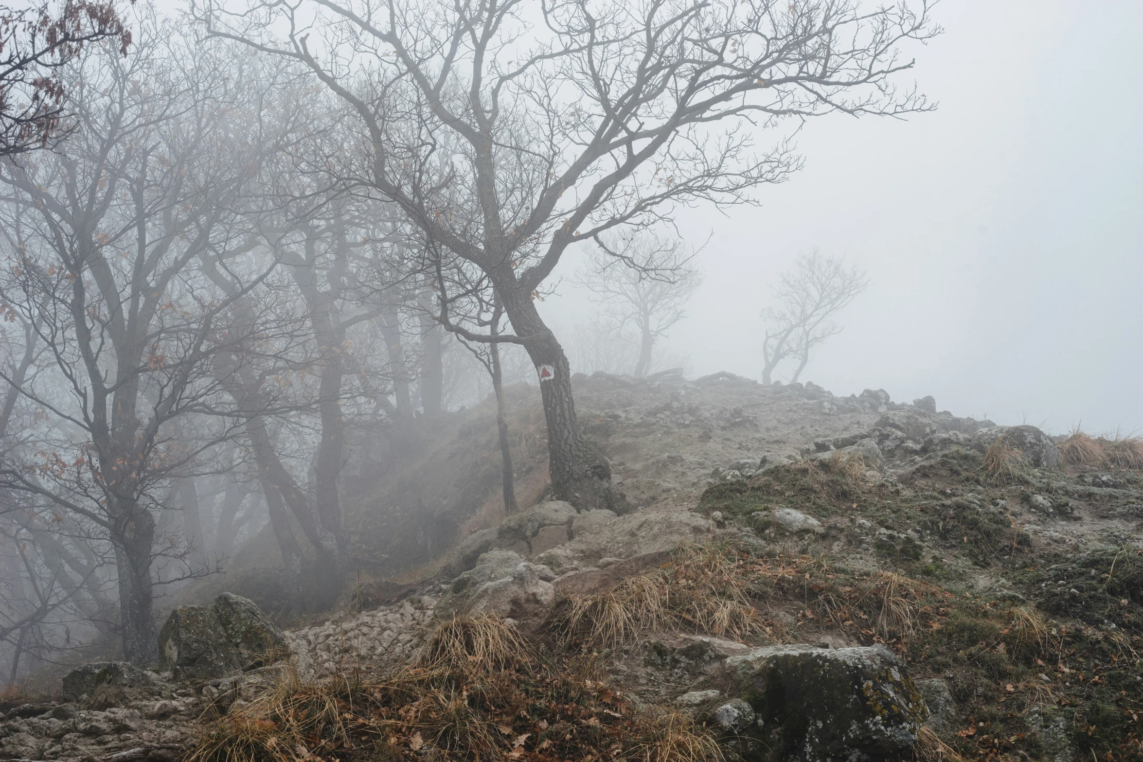 foggy trees on a hillside with lots of small shrubs