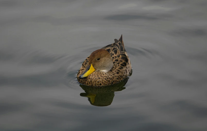 a small duck sitting in the water and looking up