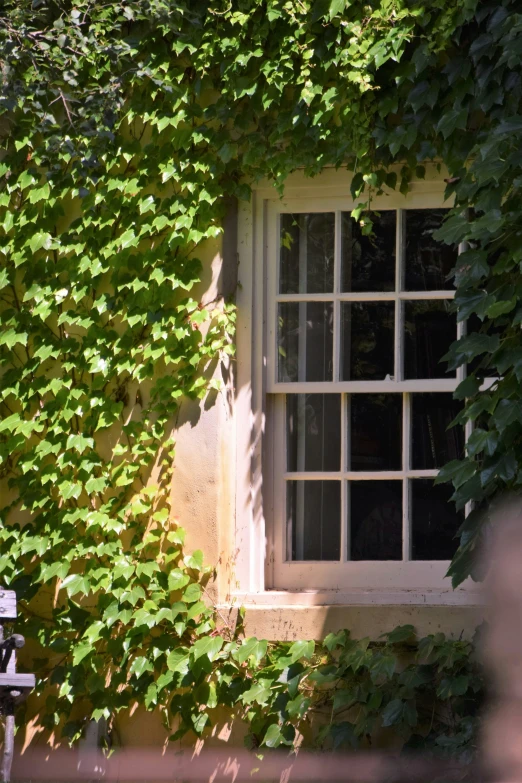 a window with ivy growing up the side of it