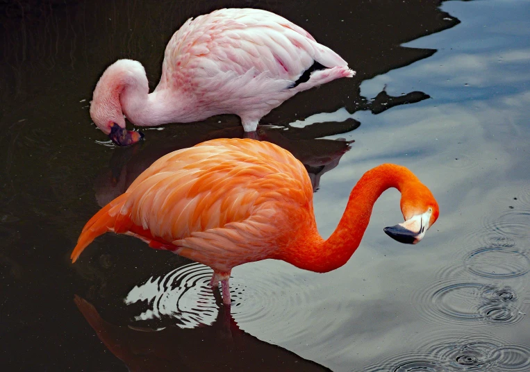 there are two flamingos on the water drinking from it's legs