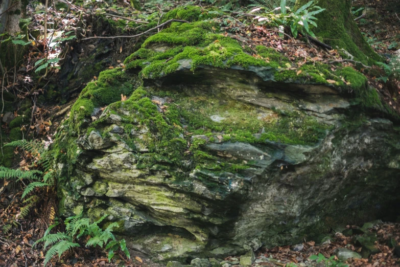 rocks that are covered with green moss and leafy vegetation