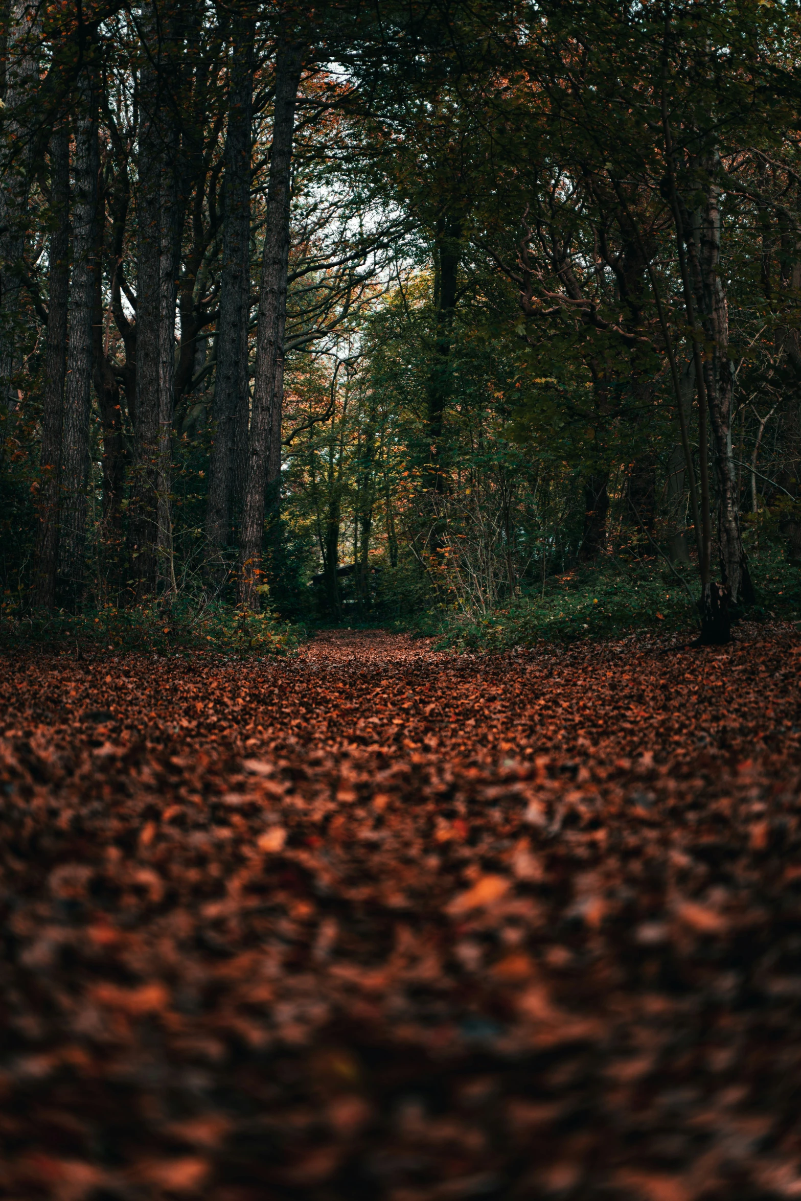 the leaves on the ground are fall colored