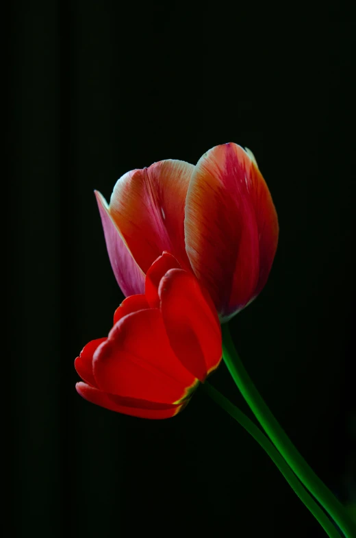 two red flowers with green stems on a black background