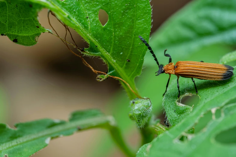 the large bug is crawling on a green leaf