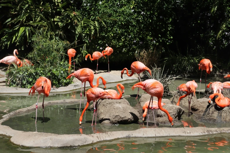 several large flamingos in an enclosure in the sun