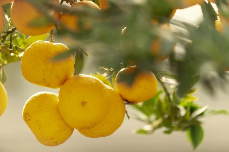 a group of lemons sitting on top of a tree