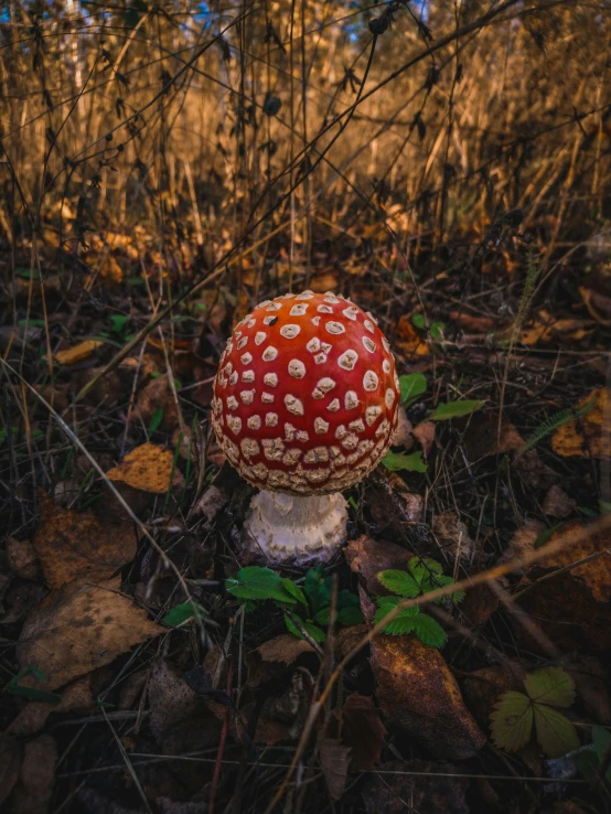 a single red mushroom is sitting in the woods