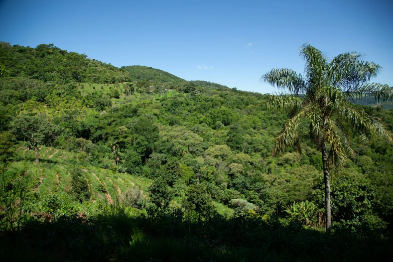 trees and brush are on the side of the hill