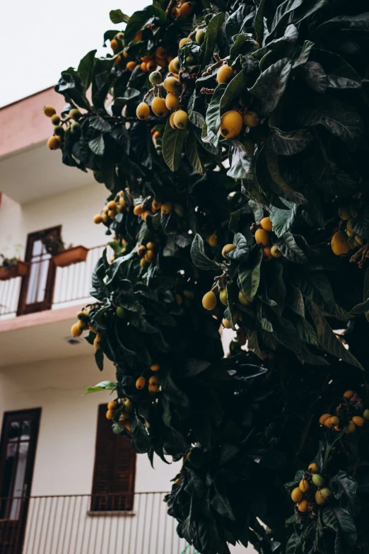 a bunch of fruit that is on a tree