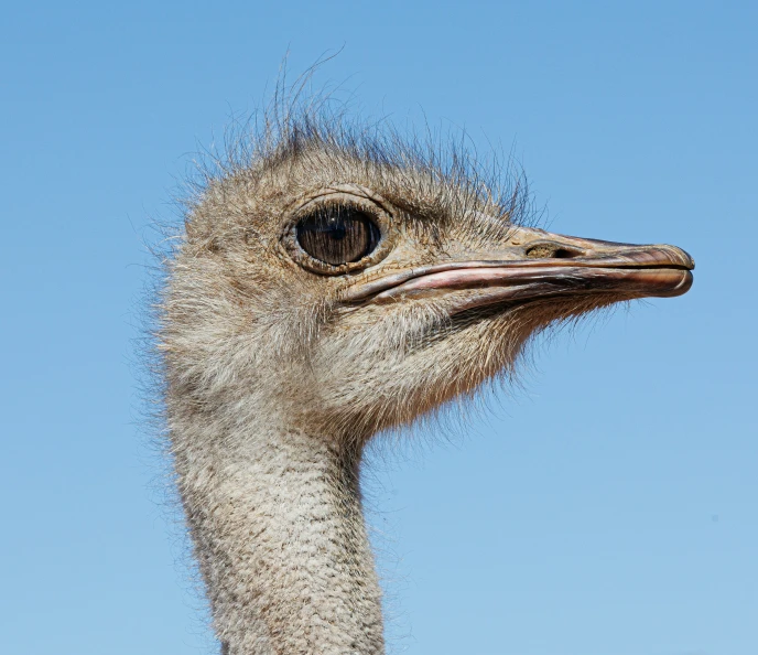an ostrich with very long hair stares at the camera