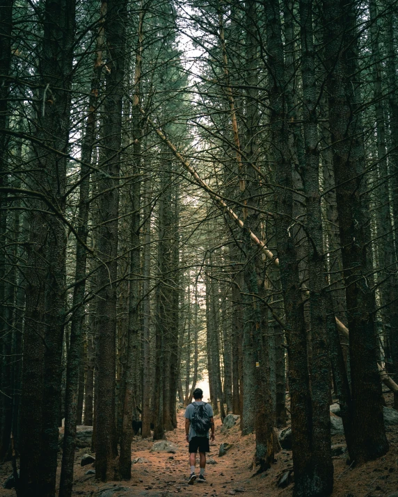 man walks through dense pine trees in the woods