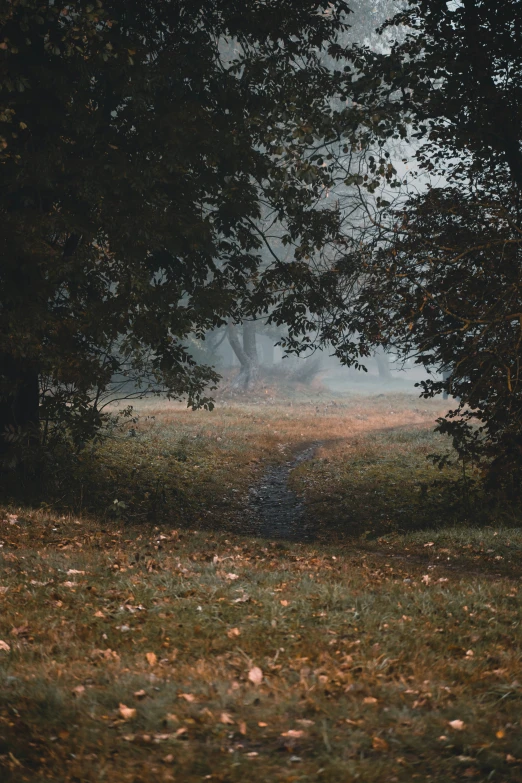 fog hanging over an open field with trees