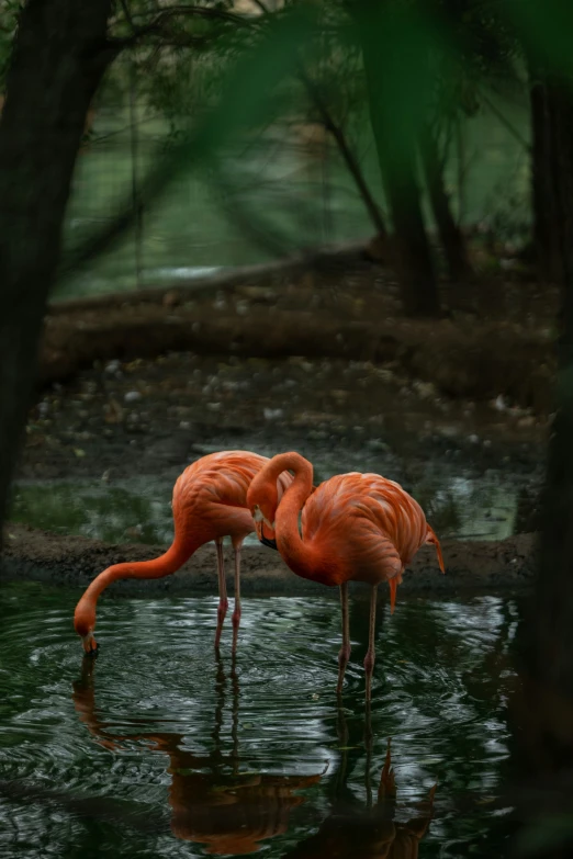 two pink flamingos standing in water next to trees