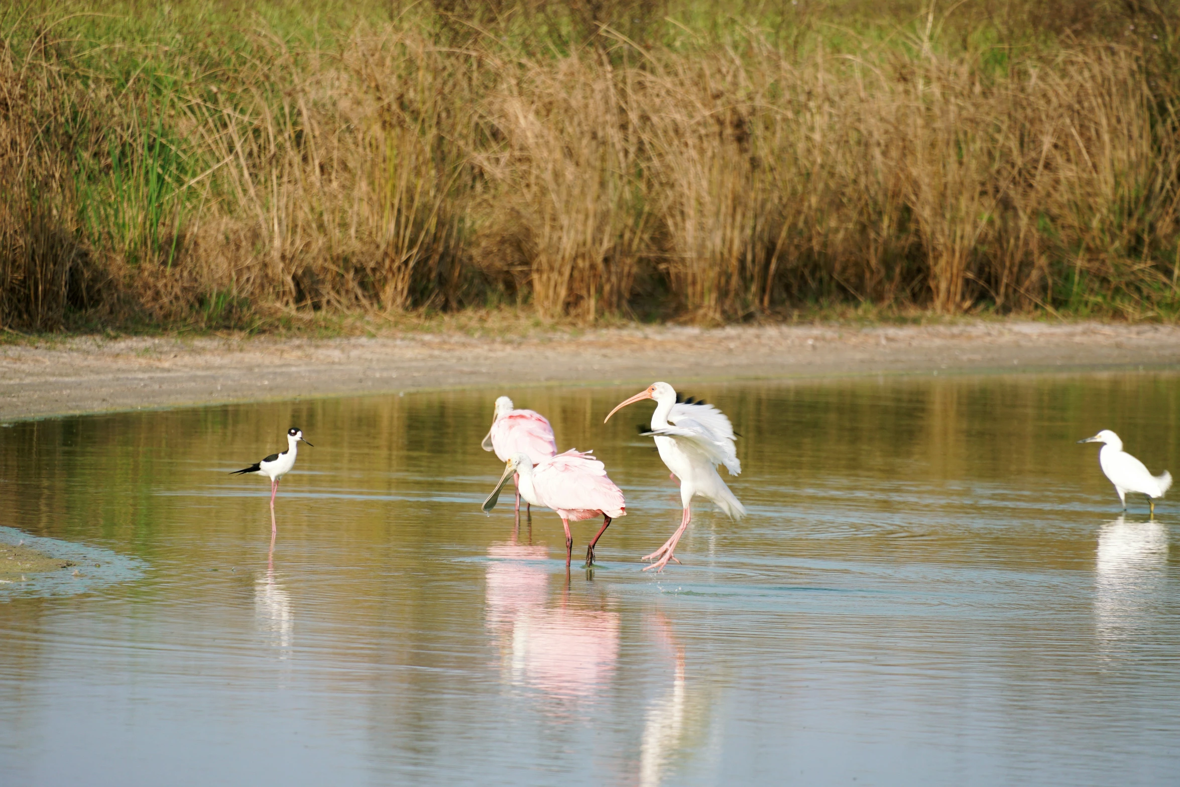 three birds standing in shallow water with a bird sitting on top of them