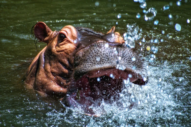 the head of an animal that is in some water