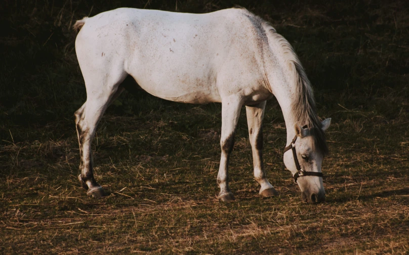 the white horse is grazing in the grass