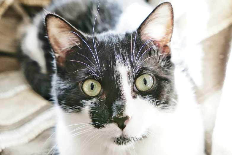 a black and white cat looking straight ahead