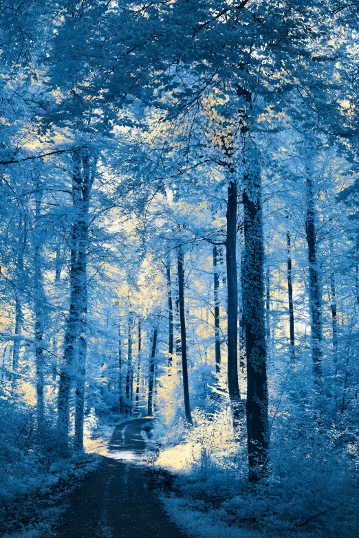 trees line the path to a forest with blue light