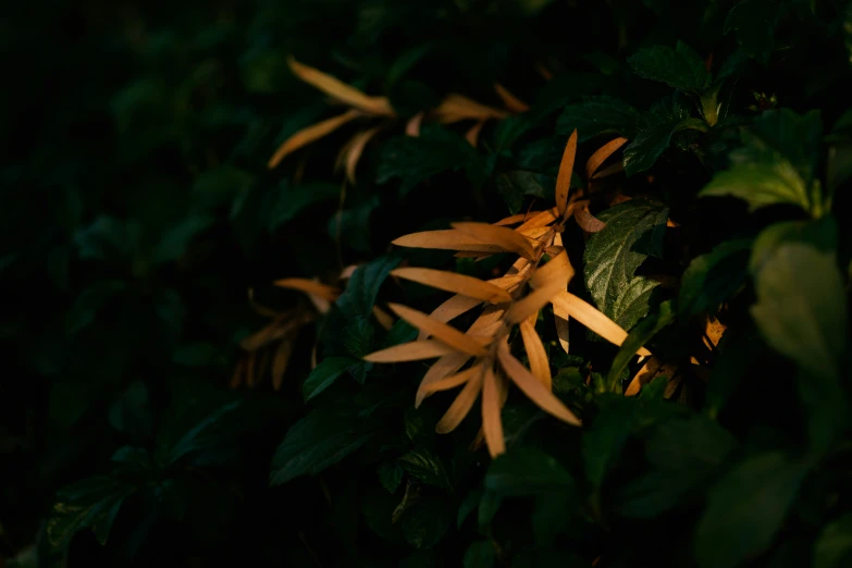 the leaves of a bush are green and bright