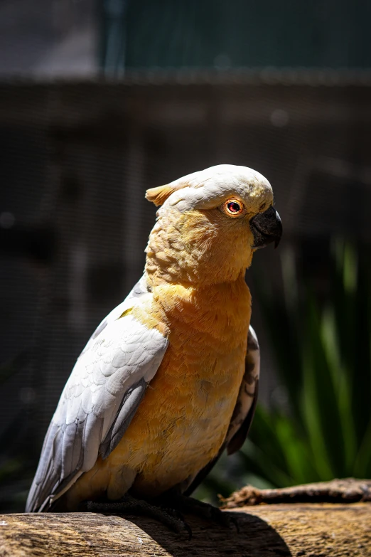 the close up po shows the head and shoulders of an exotic bird