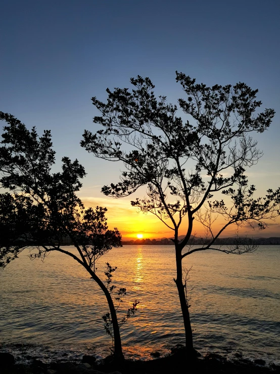 a couple of trees in front of water