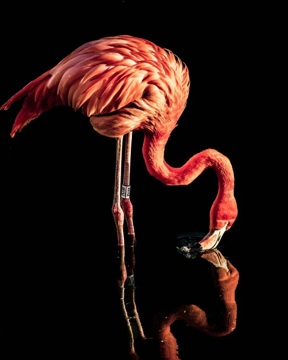 the large pink flamingo stands alone on a black background
