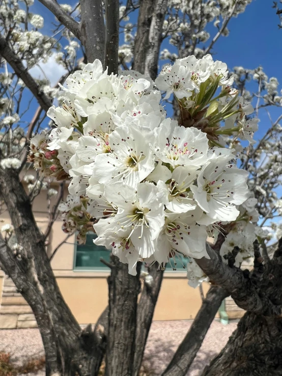 a white tree with lots of flowers near a building