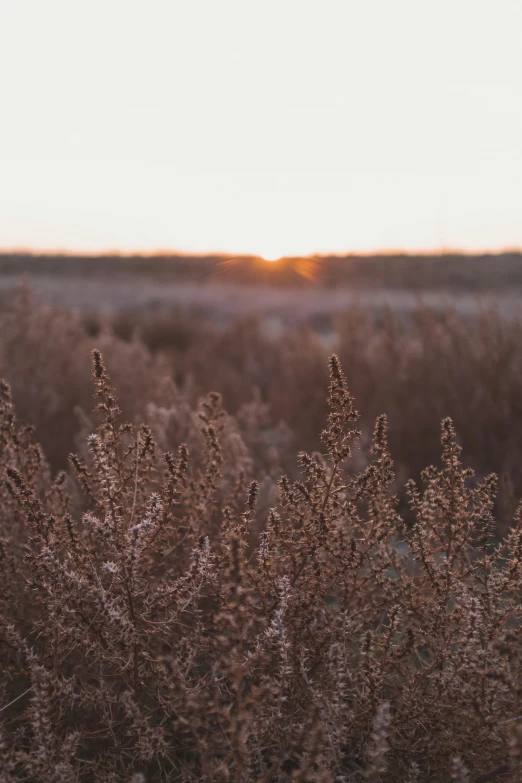 some small bushes are in the grass as the sun is setting