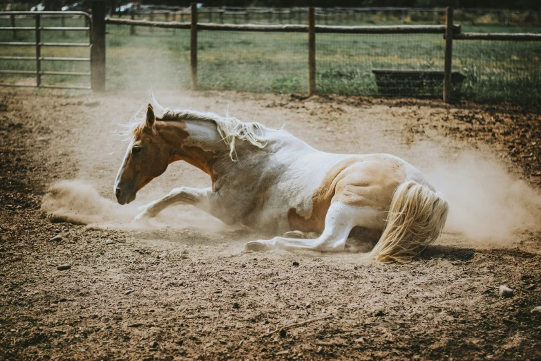 a horse standing on its side in a dirt field