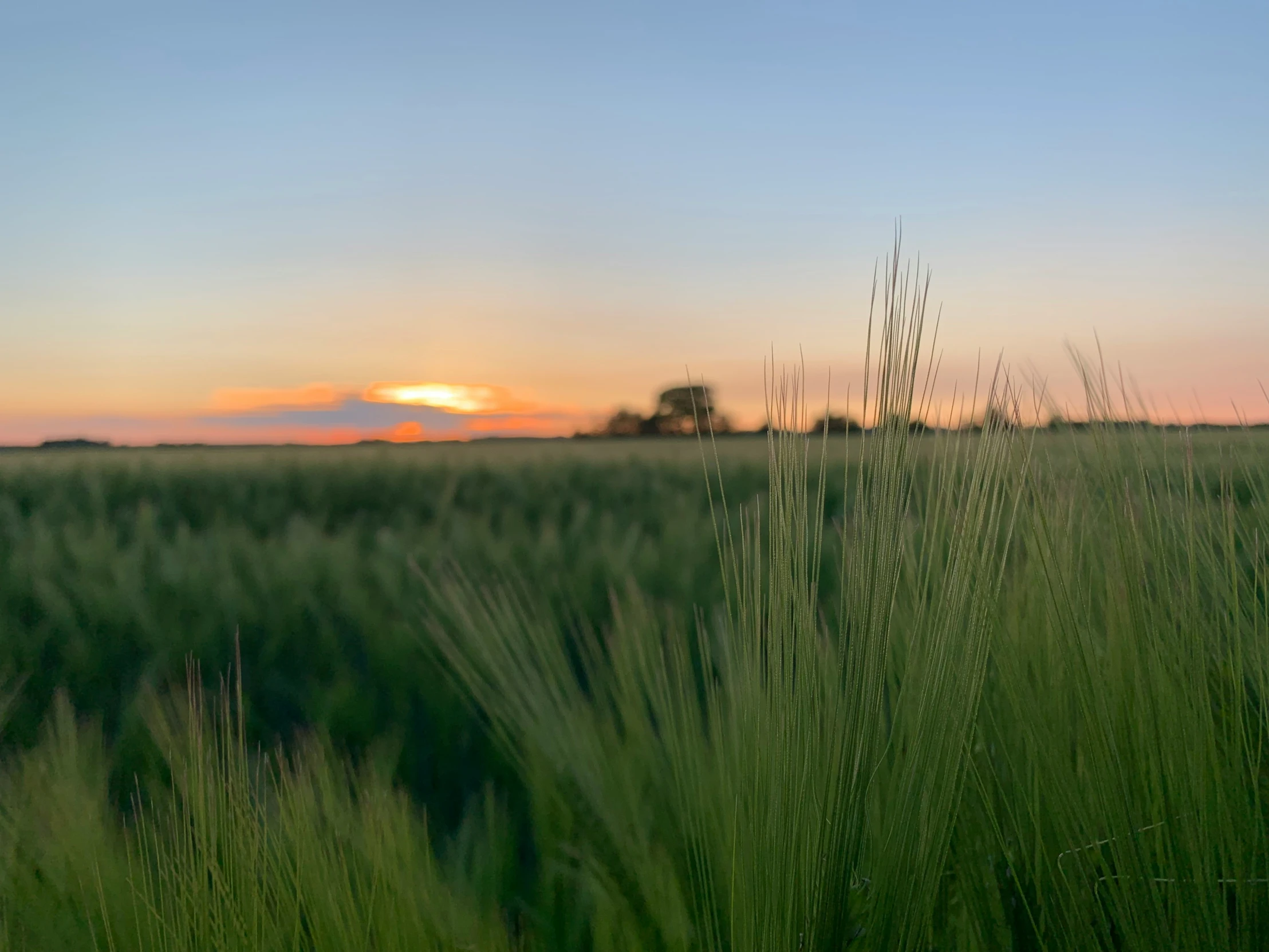 the sun is setting over a green field