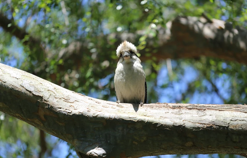 a bird sitting on the limb of a tree nch