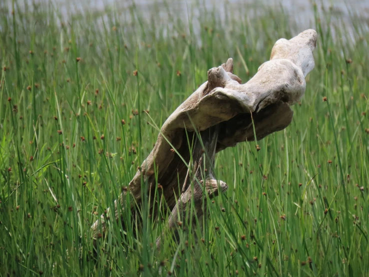 an old piece of fabric laying in the grass