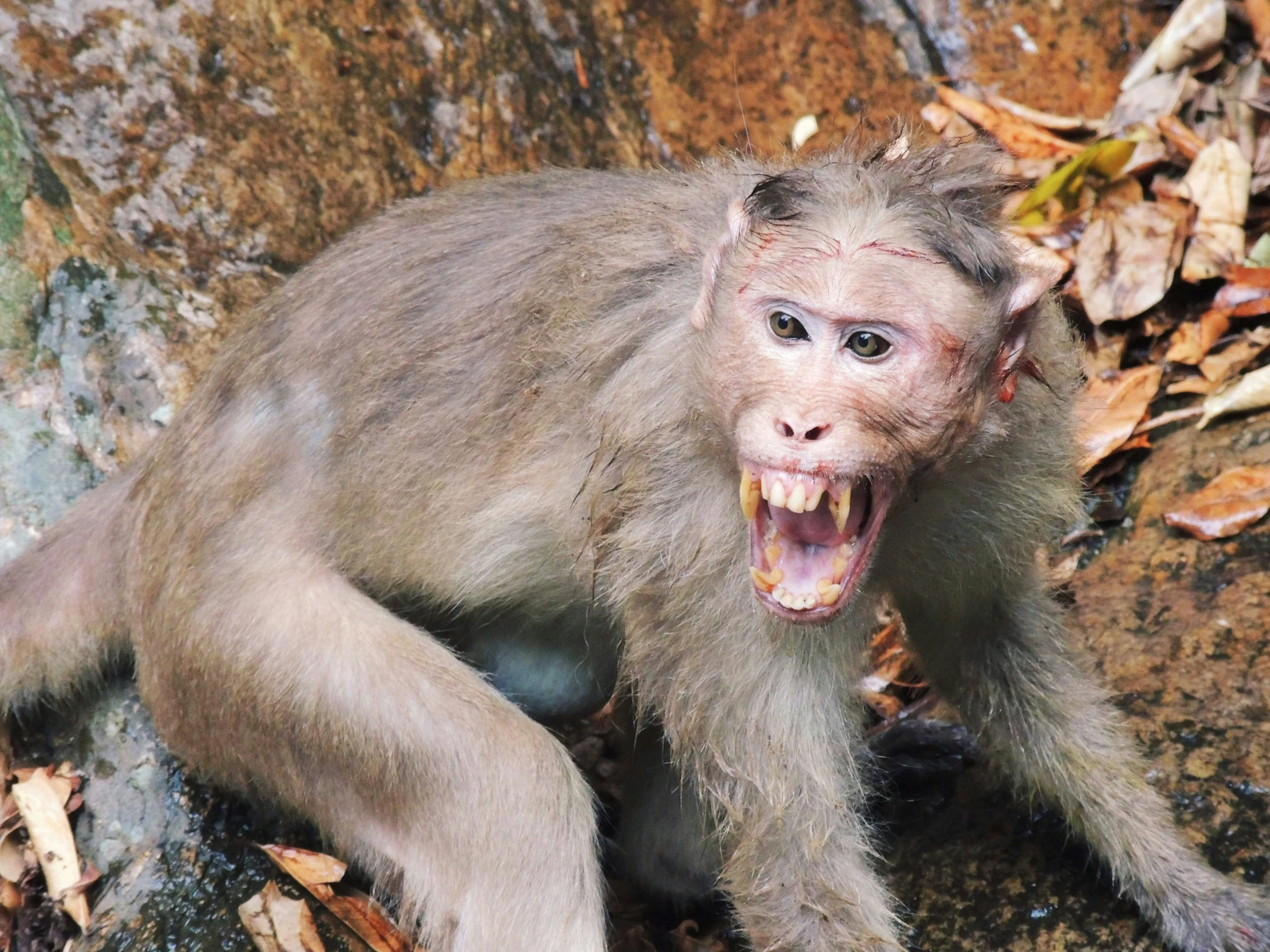 a monkey sitting on top of the rocks