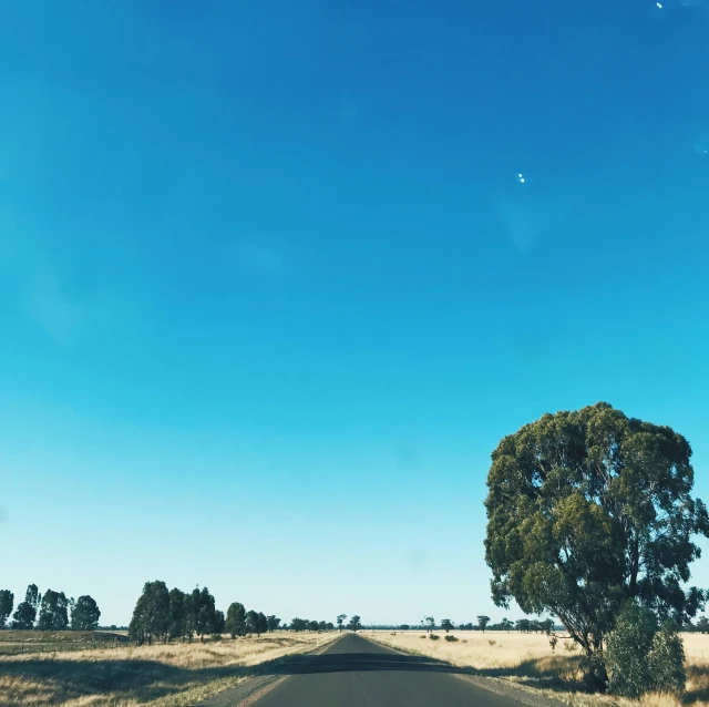 the road is empty with an almost barren tree near it